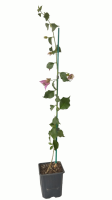 bouganvilla morada m9 (R)